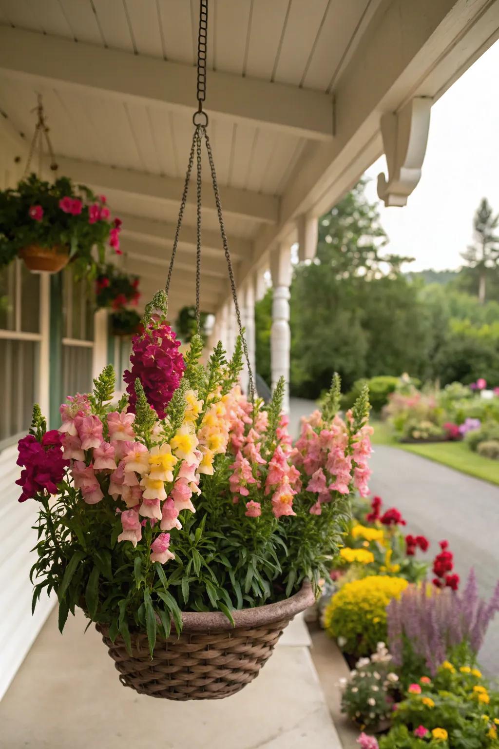 Cascading snapdragons bring color and life to hanging baskets.