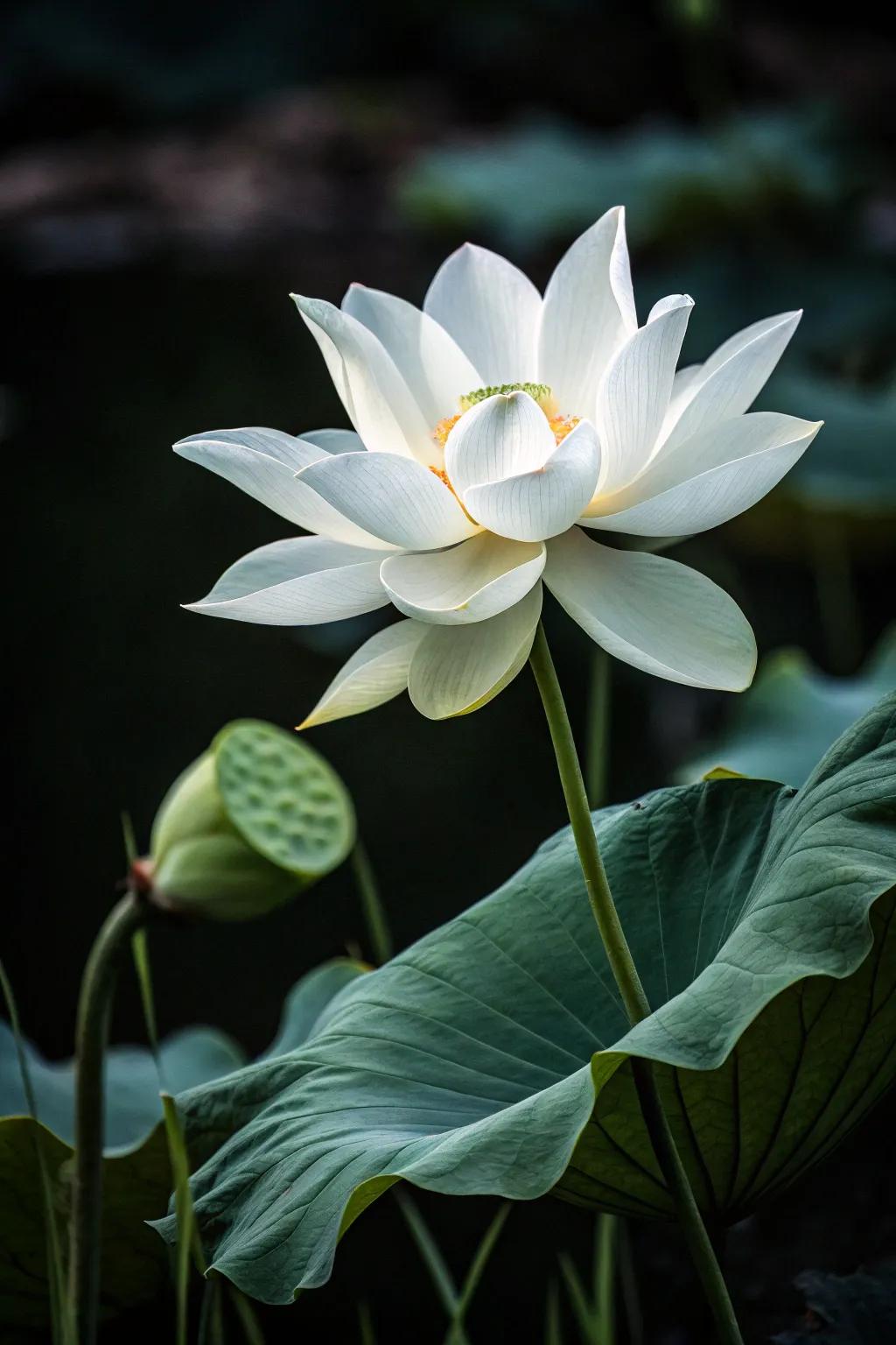 An elegant white lotus painting with striking contrast.