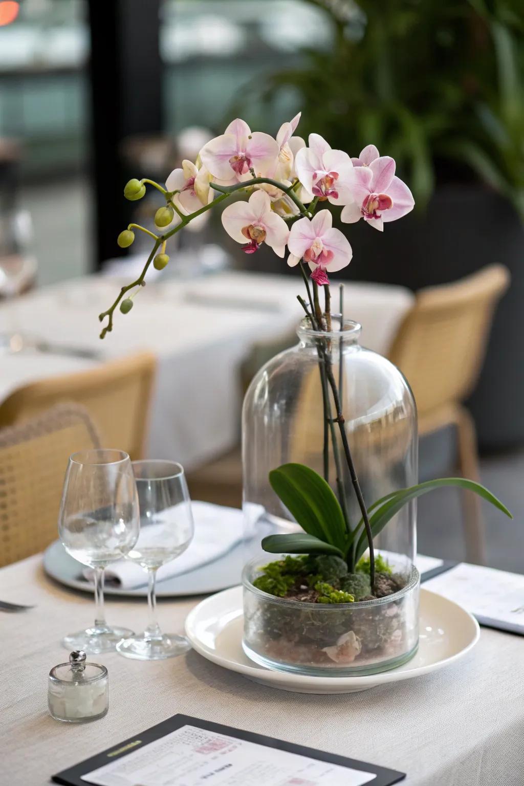 A minimalist dining table adorned with a glass apothecary jar orchid planter.