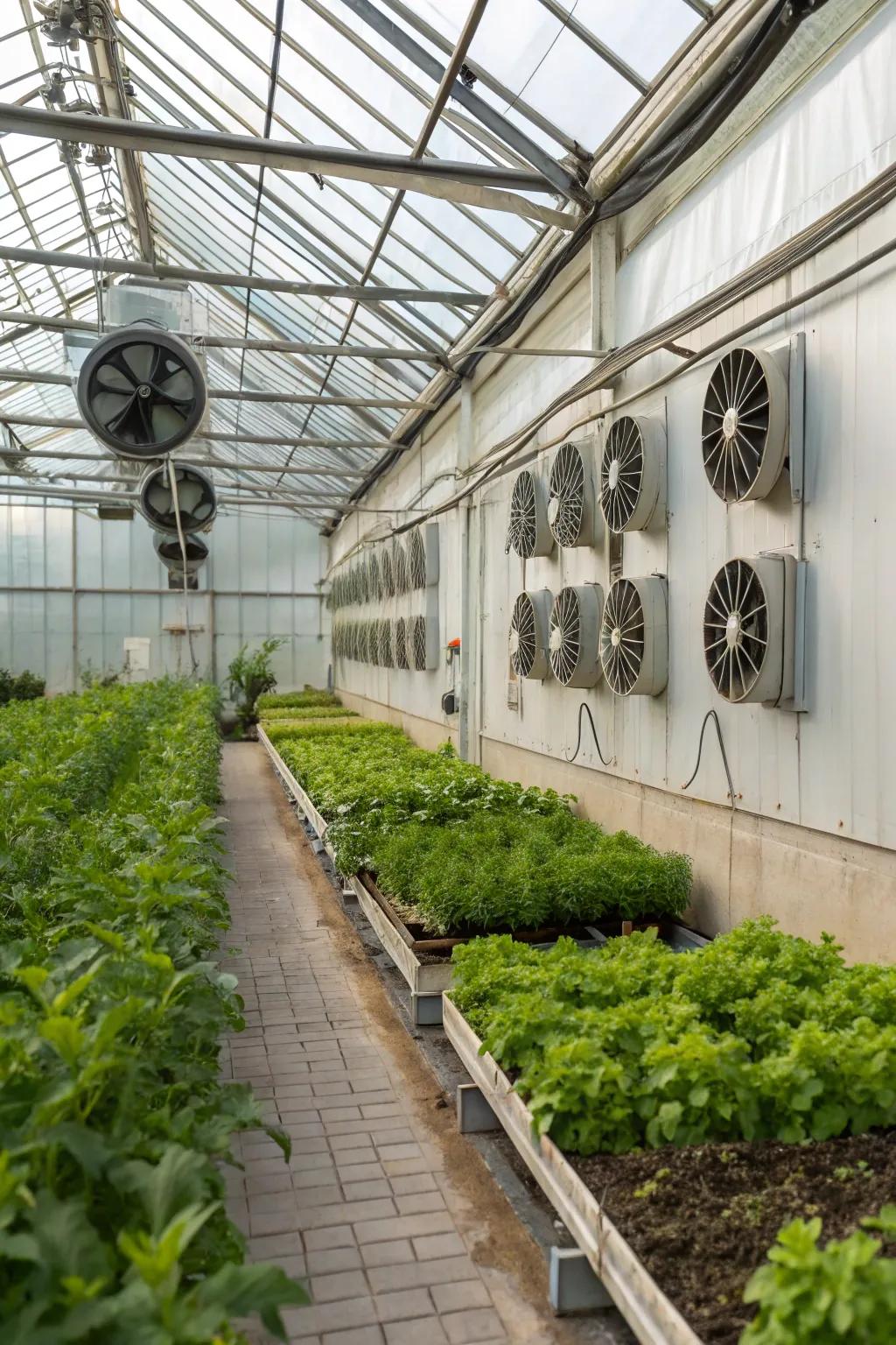 Exhaust fans in a greenhouse efficiently remove hot air, keeping the environment cool.