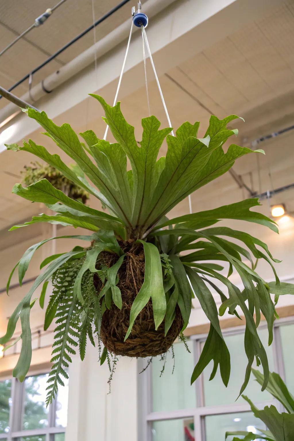 A close-up of a staghorn fern secured with fishing line.