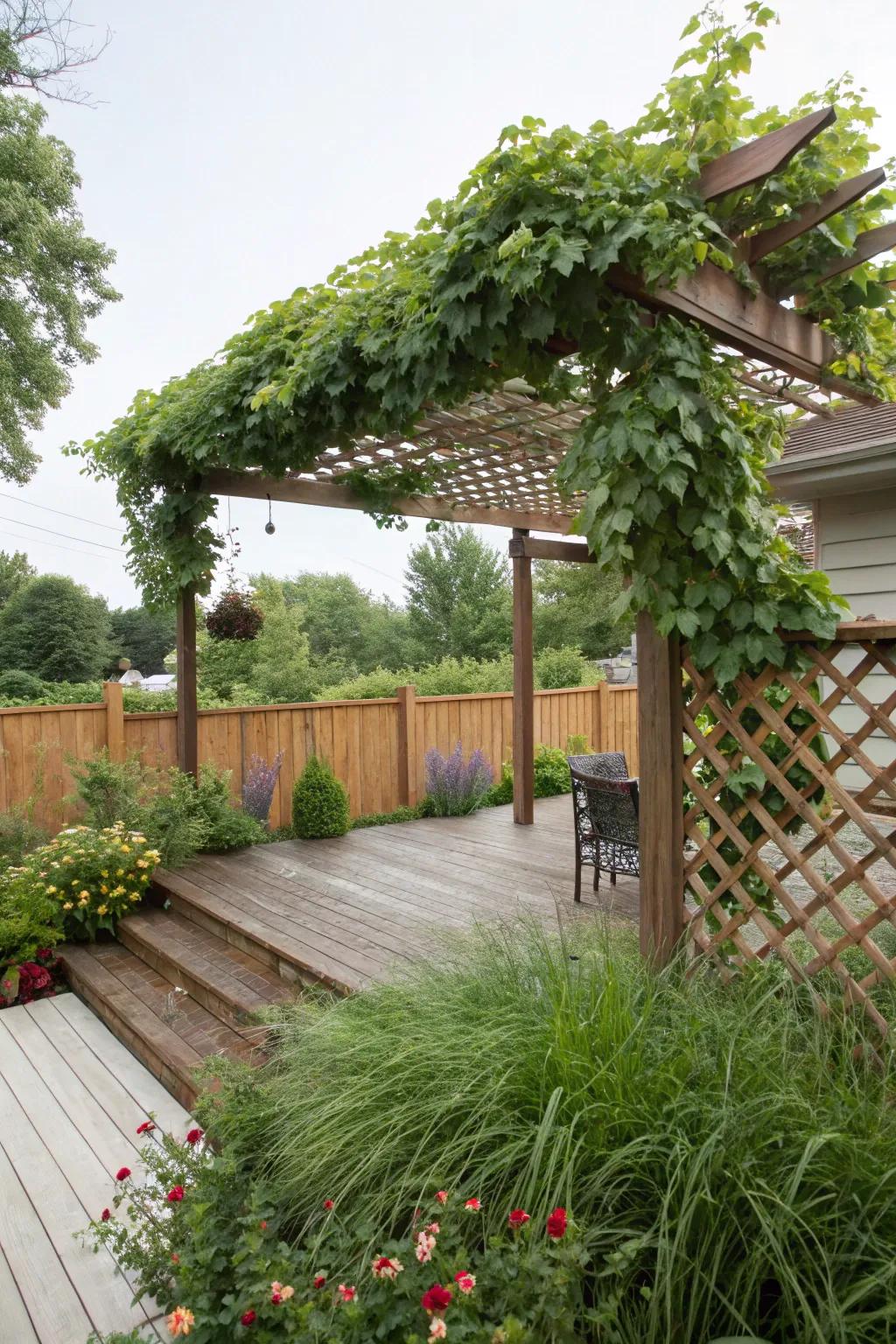 A canopy of vines offers natural beauty and shade.