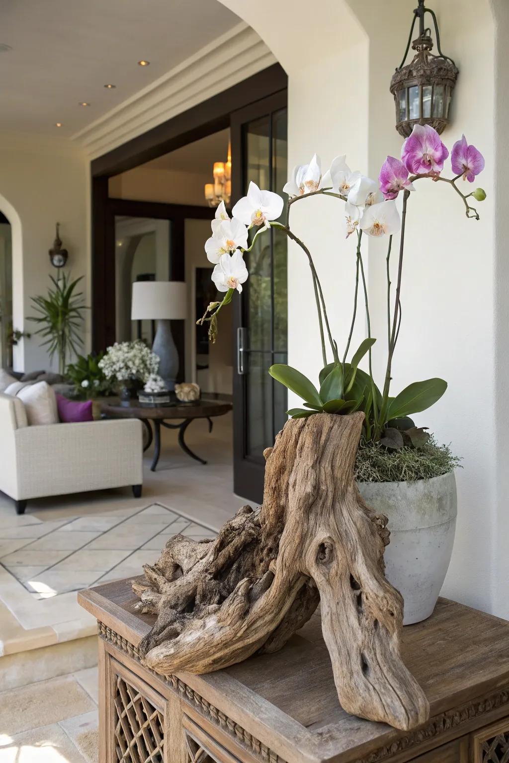 Elegant orchids mounted on driftwood, enhancing an entryway with natural beauty.