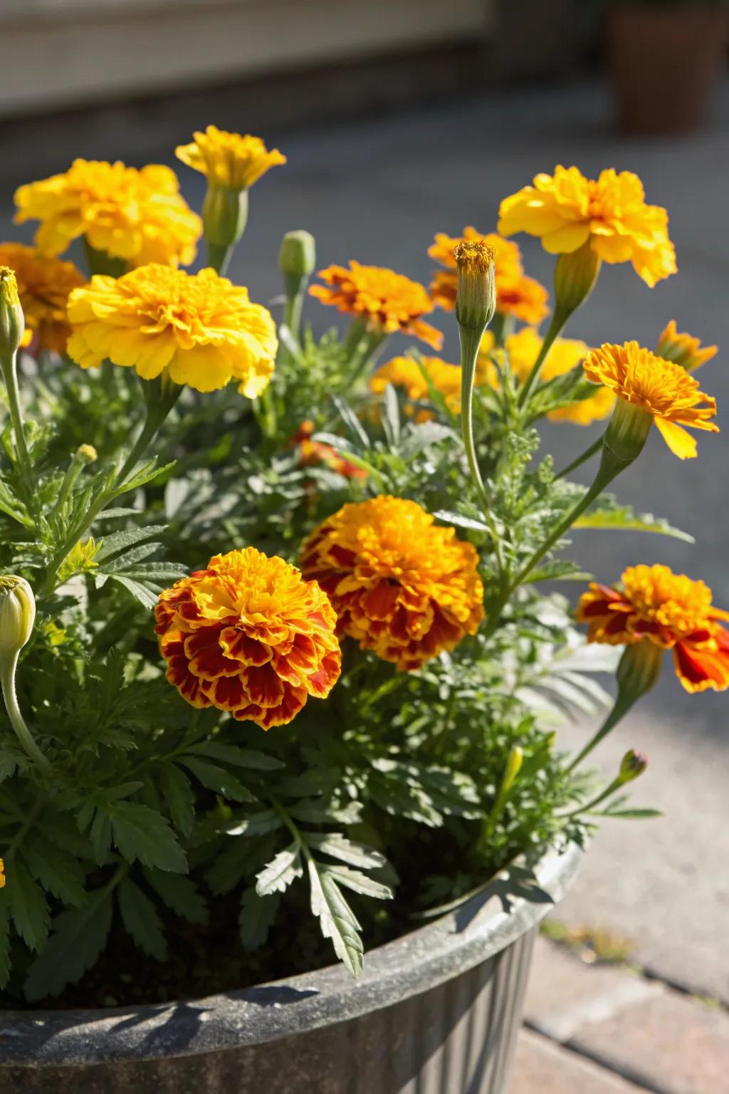 Marigolds add sunny cheer and natural pest protection to gardens.