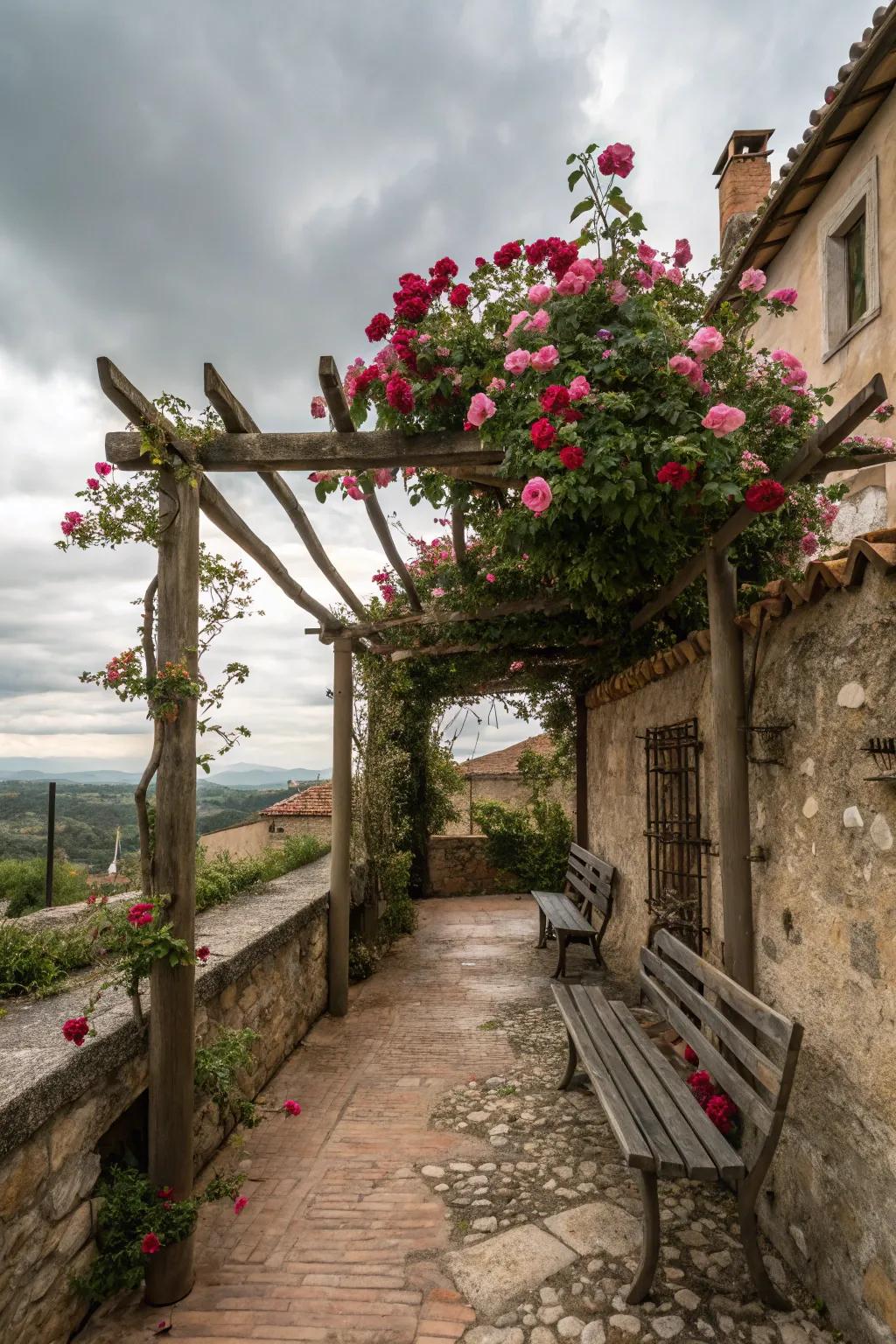 A small courtyard with a wooden trellis covered in climbing roses.