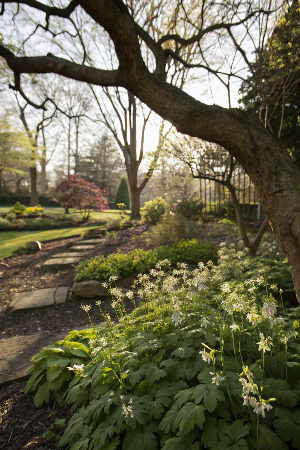 Barrenwort provides evergreen beauty in shaded areas.