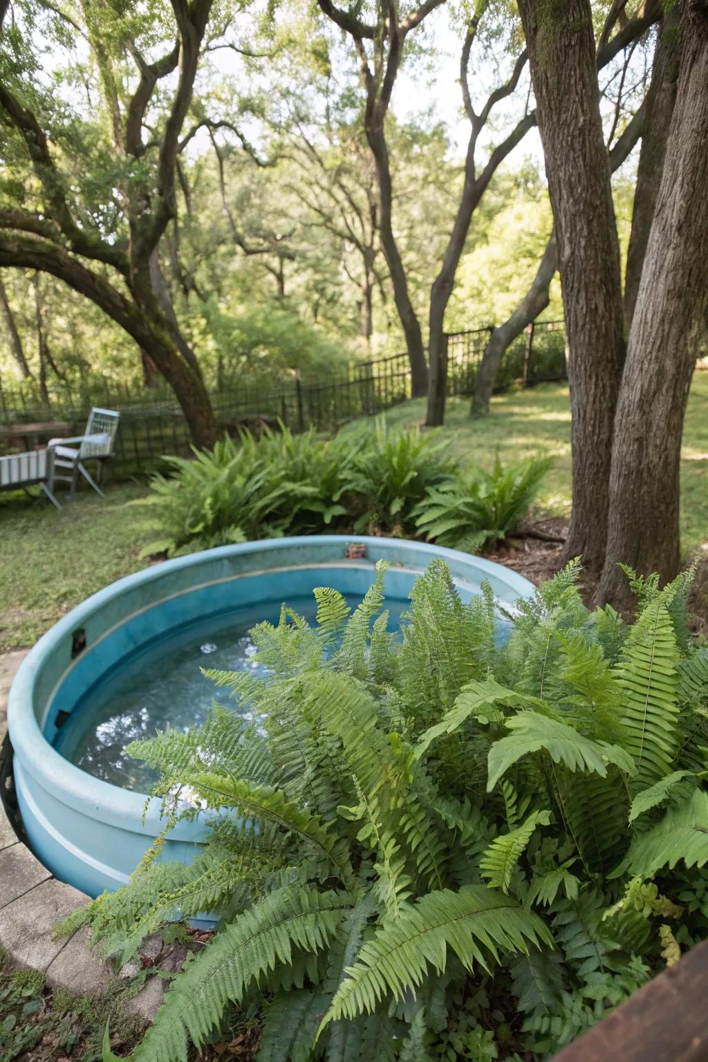 A cool and calming fern garden in a kiddie pool.