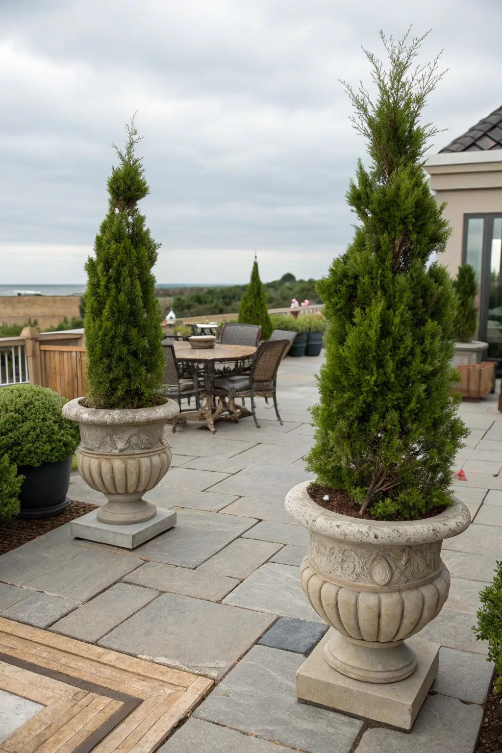 Dwarf arborvitae in containers, perfect for patios and decks.