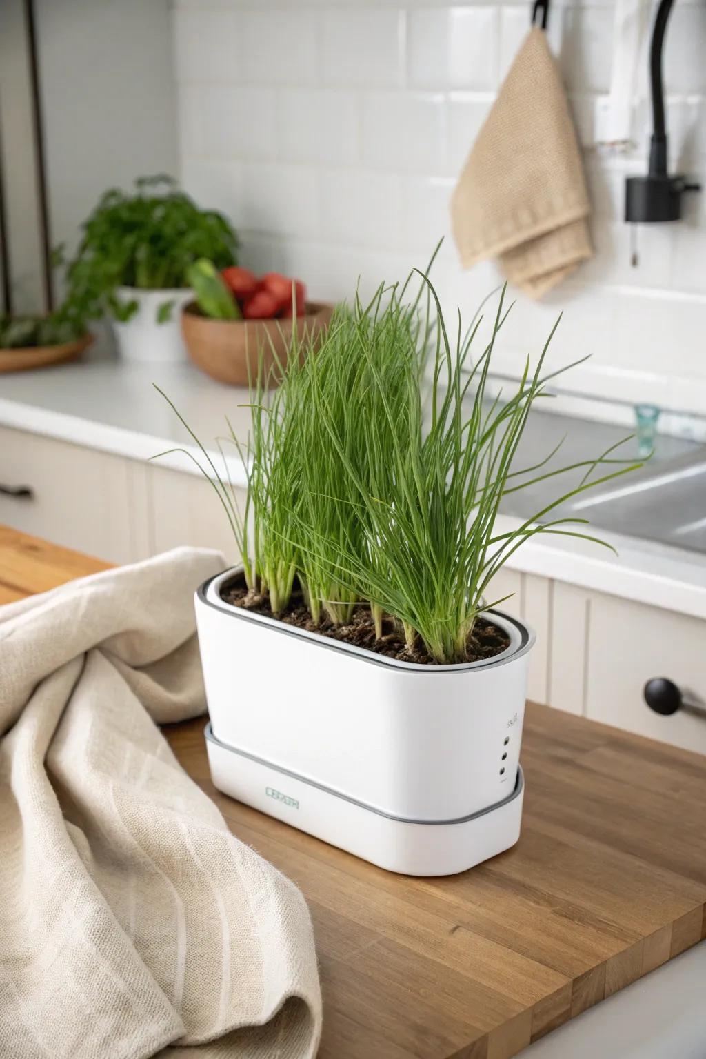 Elevate your culinary creations with the charm of homegrown chives in your minimalist kitchen.