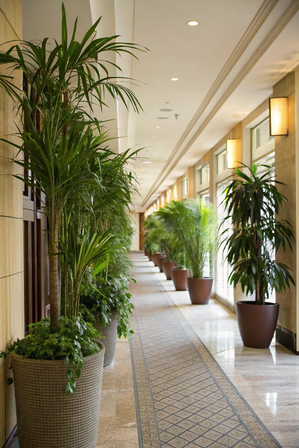 Tall indoor plants add a fresh and lively touch to the hallway.