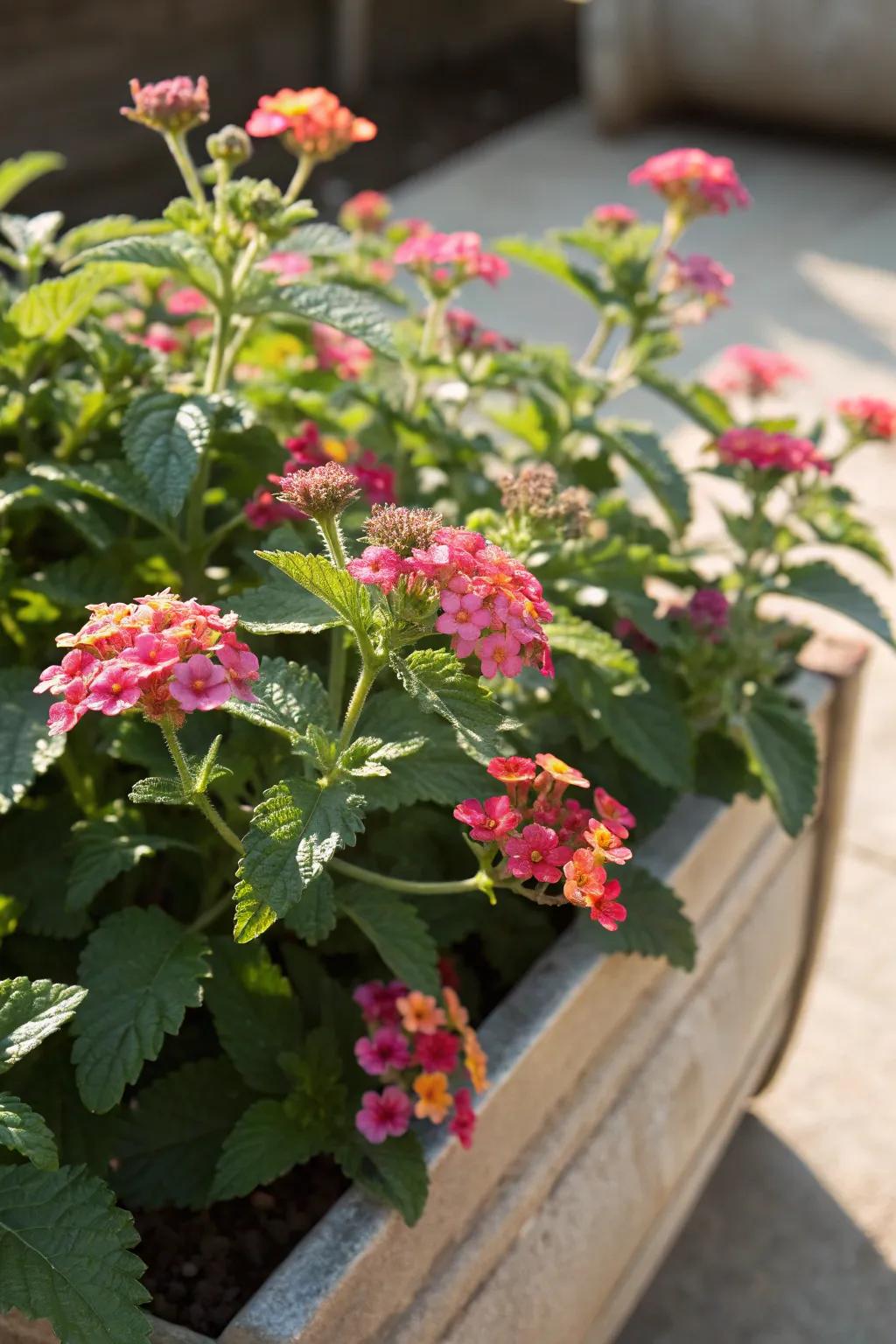 Verbena's continuous bloom adds vibrant color to any sunny container.