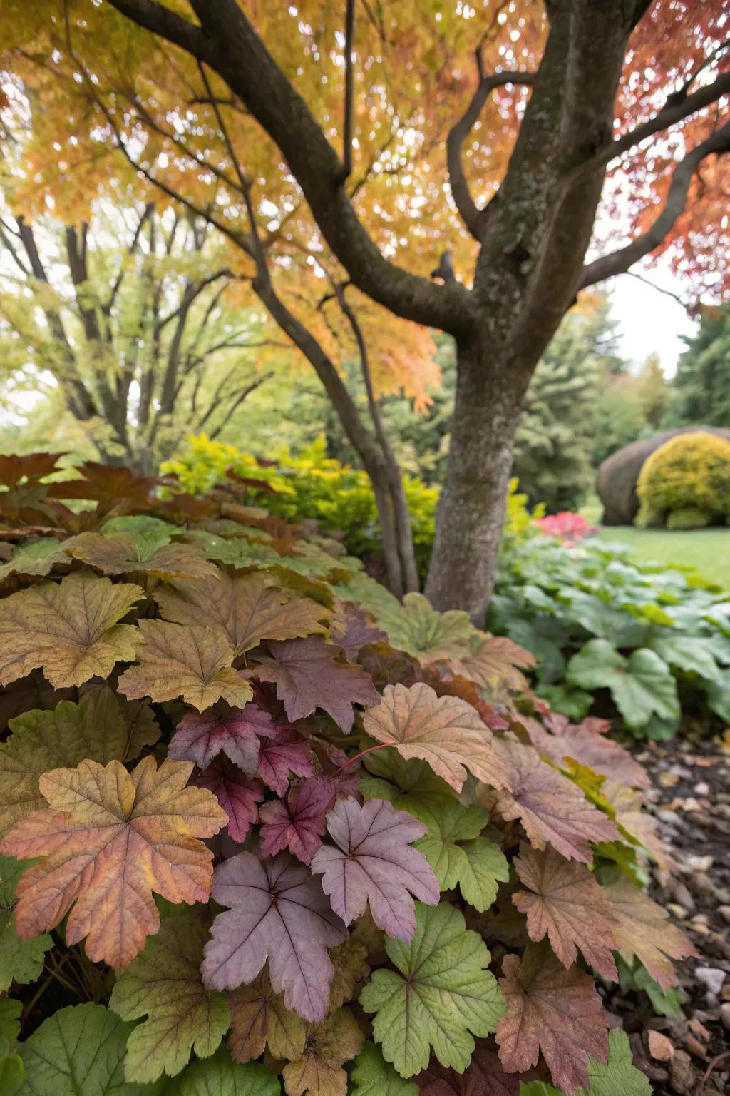 Heuchera offers stunning foliage in shaded gardens.