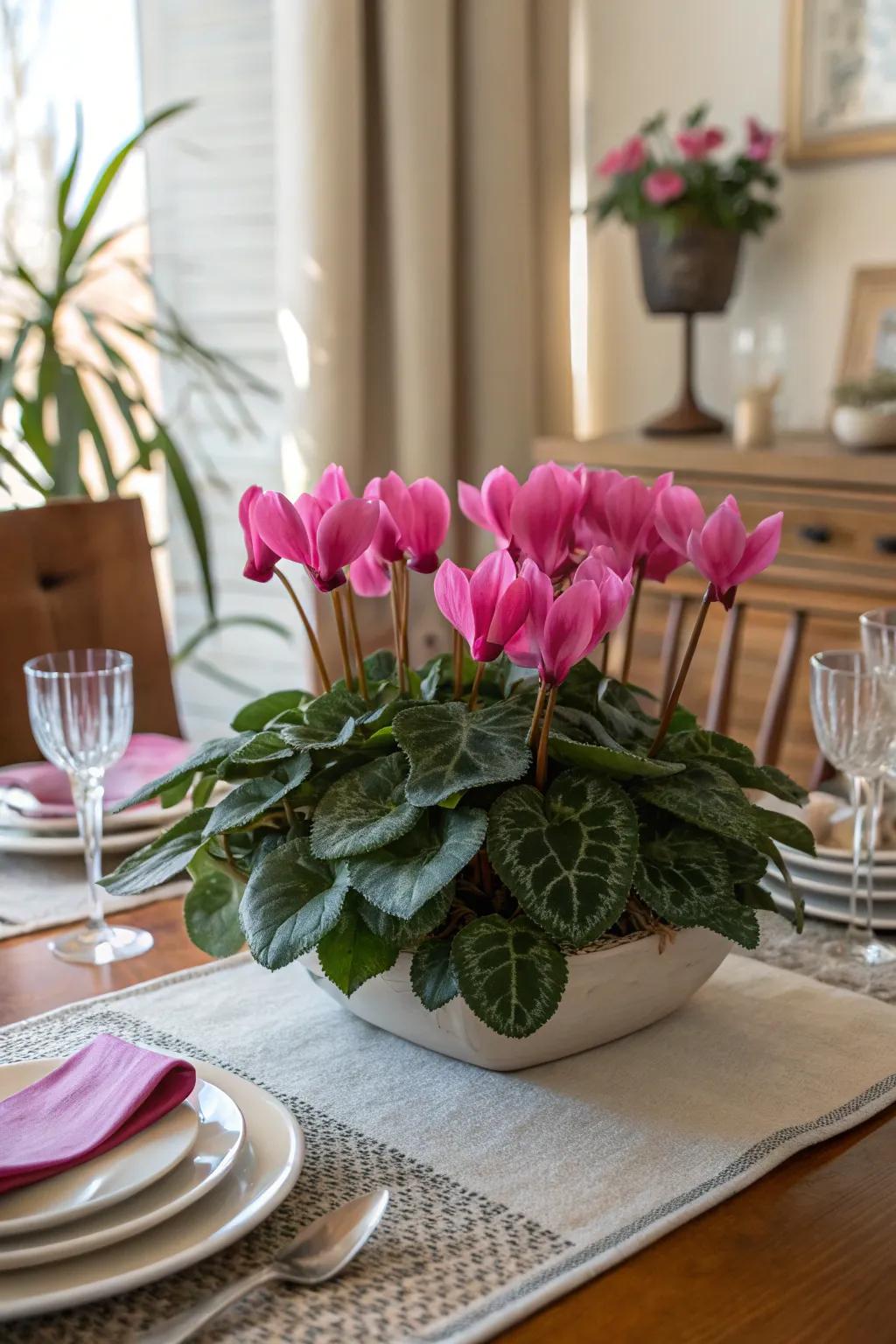 Cyclamen bring vibrant colors to holiday gatherings.