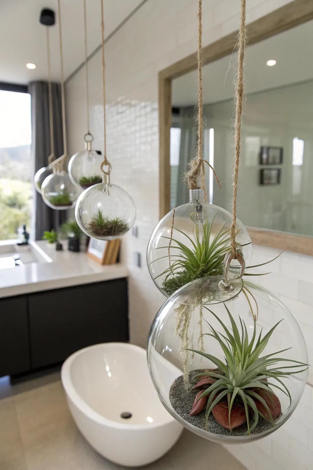 Air Plants are versatile and can be displayed creatively in bathrooms.