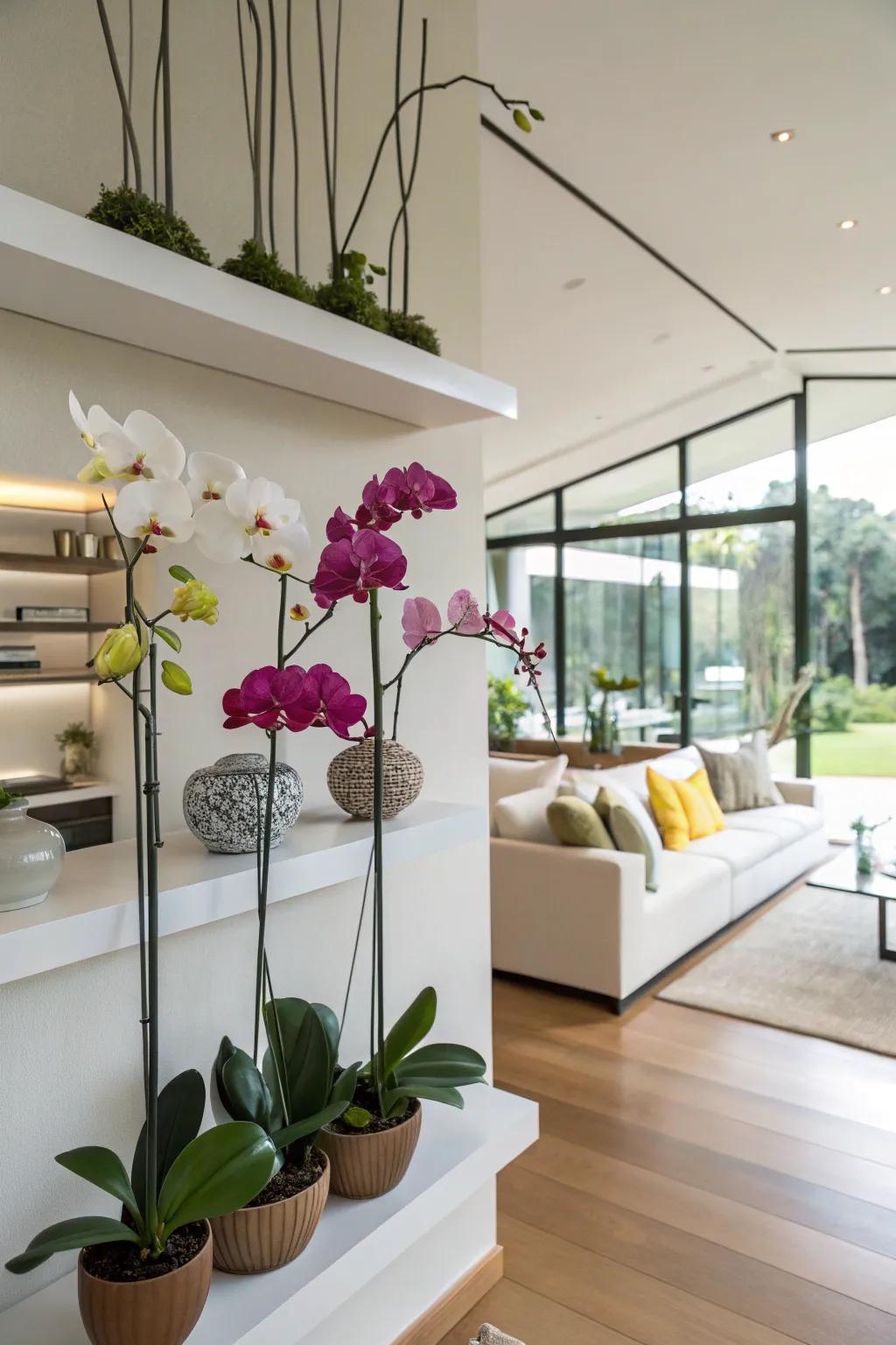 Modern floating shelves elegantly displaying orchids in a living room.